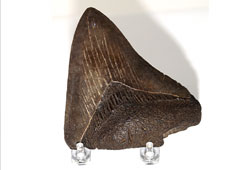 Arrowhead on Acrylic stand
